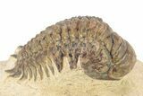 Crotalocephalina Trilobite - Lghaft, Morocco #273874-1